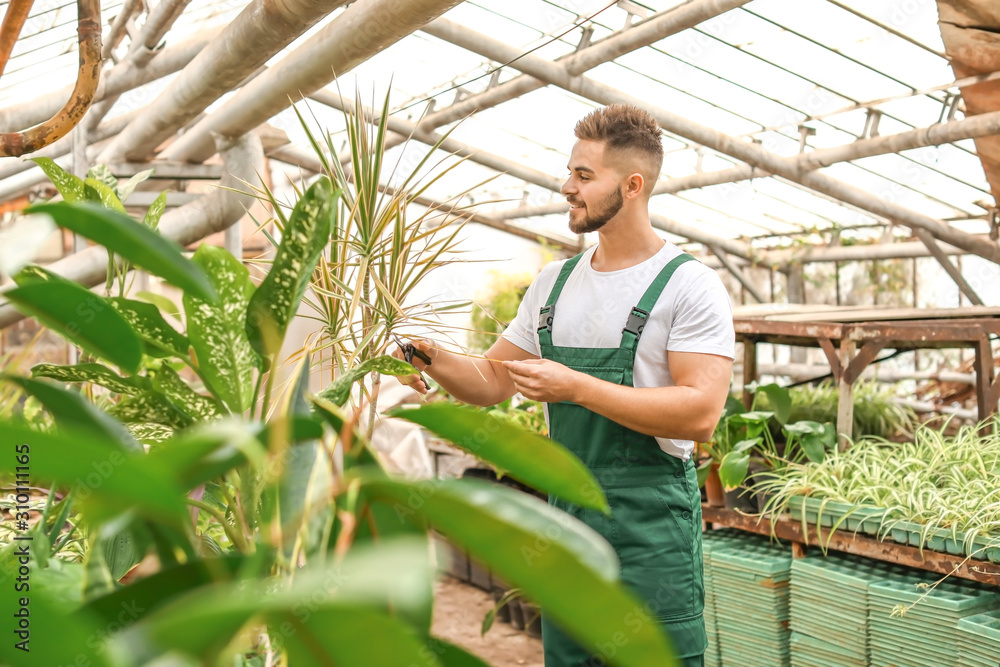 Handsome male gardener working in greenhouse