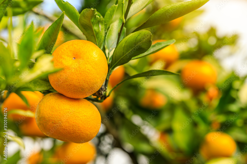 Ripe orange hanging on a tree