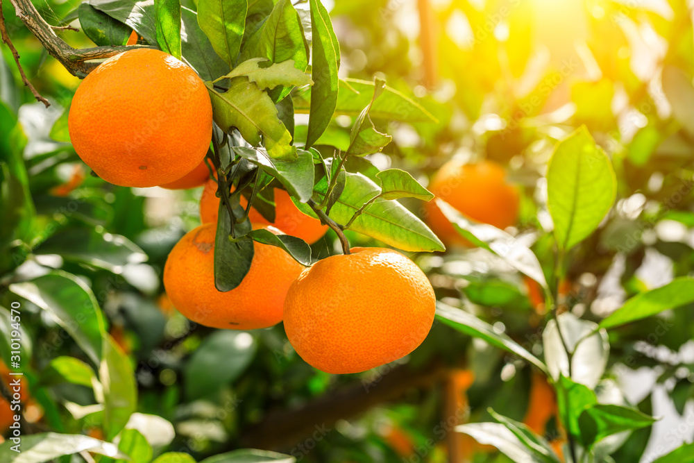 Ripe orange in the orange garden