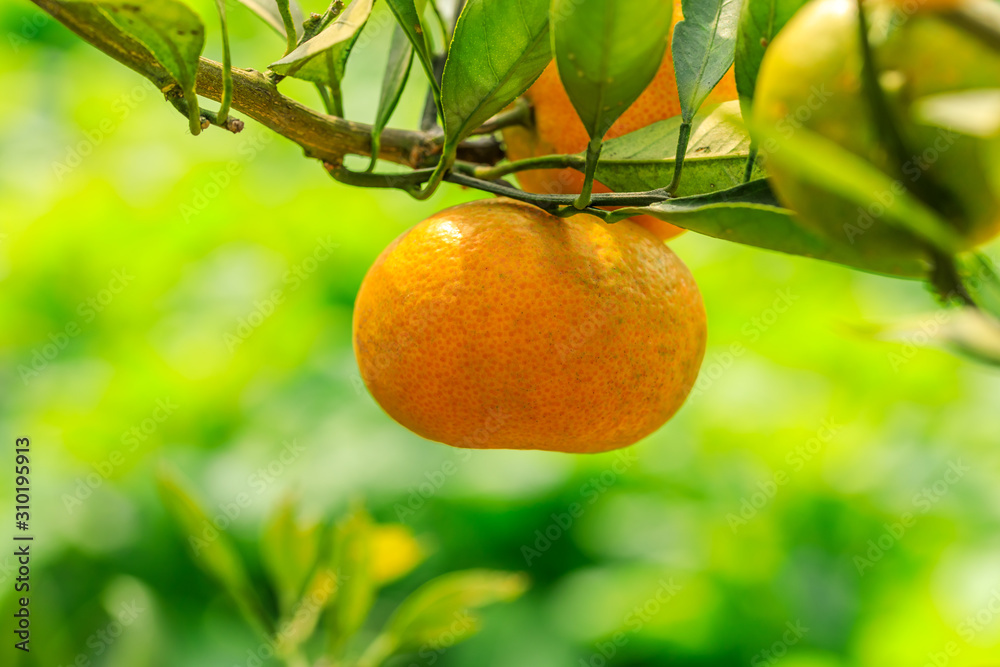 Ripe orange hanging on a tree