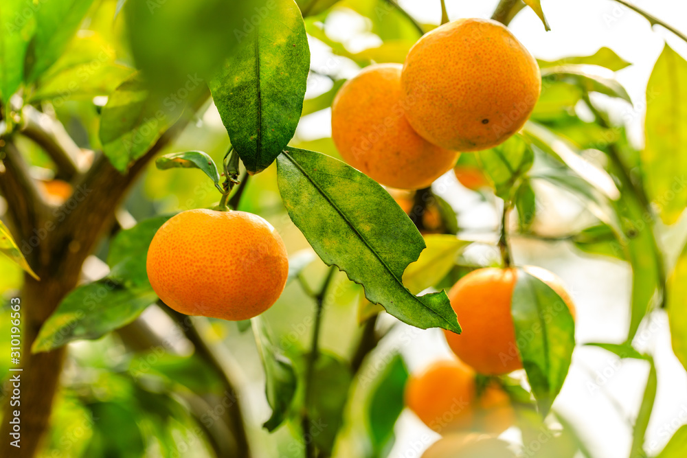 Ripe orange hanging on a tree