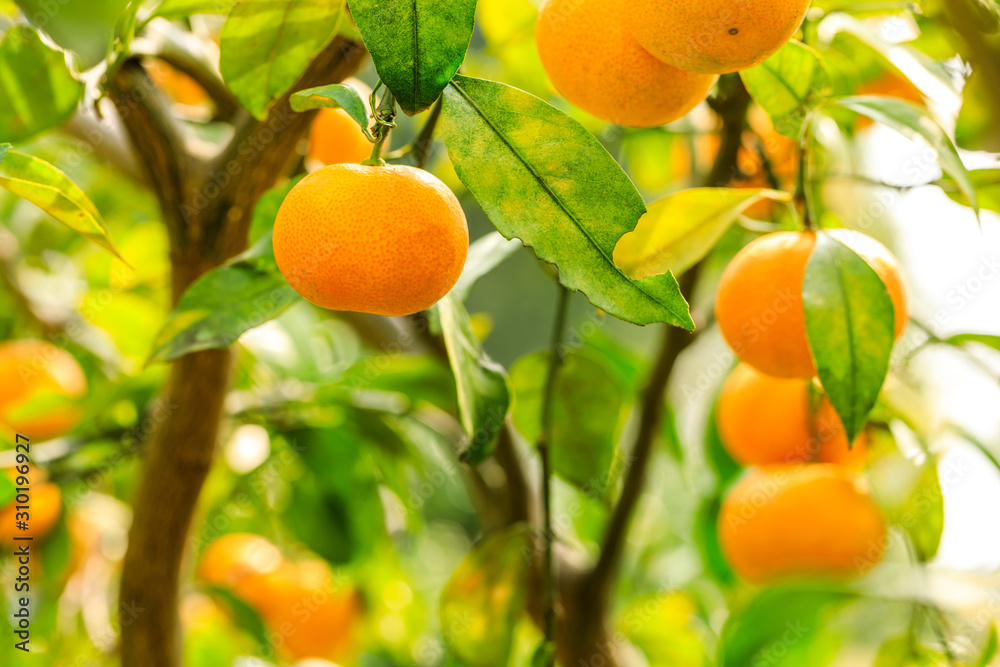 Ripe orange hanging on a tree