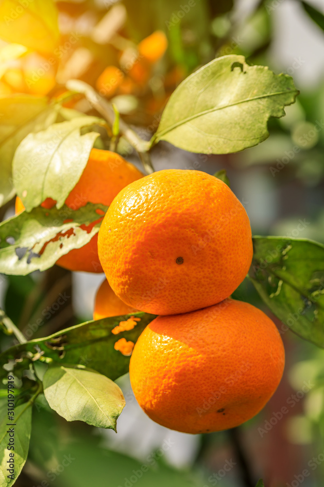 Ripe orange hanging on a tree