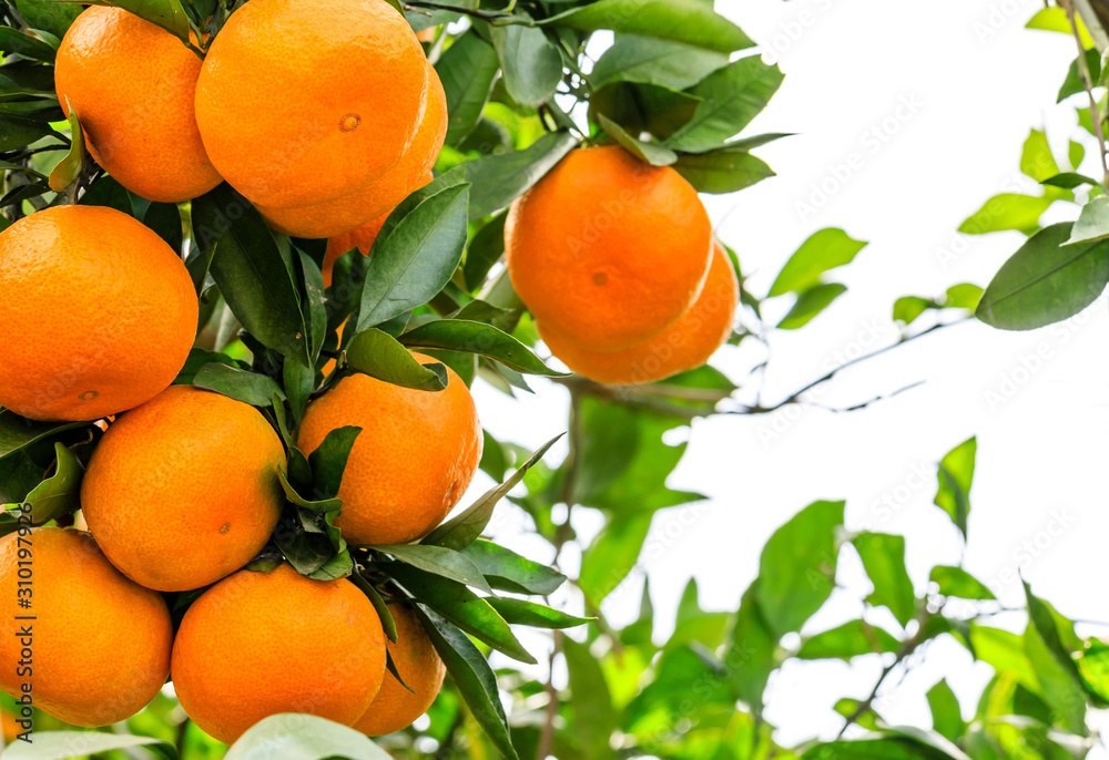 Ripe orange hanging on a tree