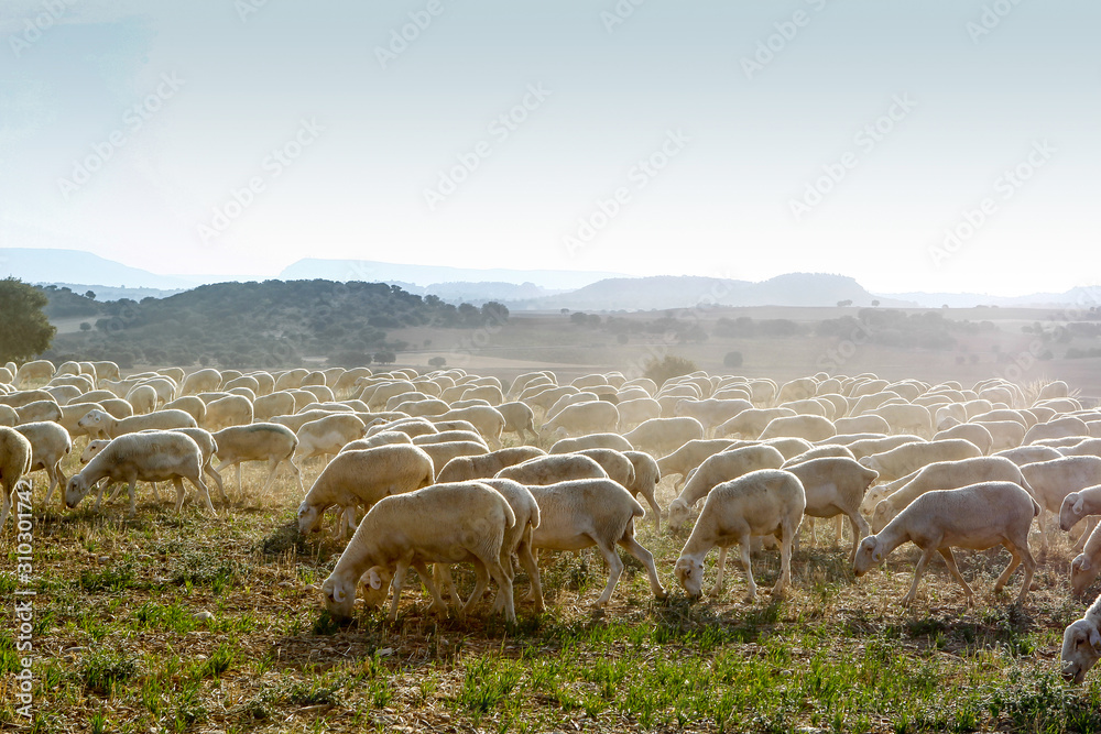 Breeding of sheep in a farm.