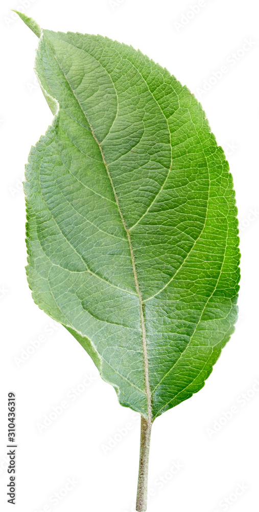 Apple leaves isolated on white background. One Leaf Apple Clipping Path.