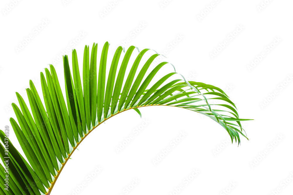 leaves of coconut isolated on white background