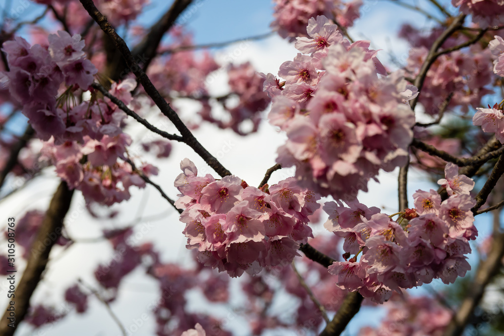 日本京都精致的粉红色樱花樱花