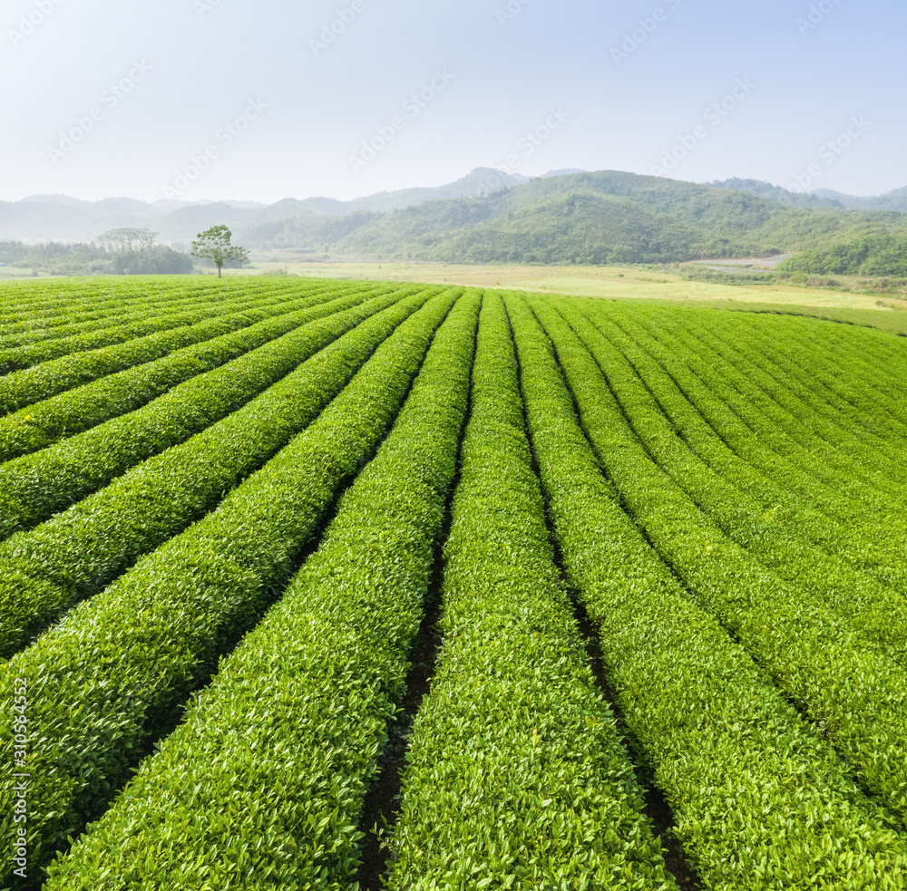 绿茶种植园景观