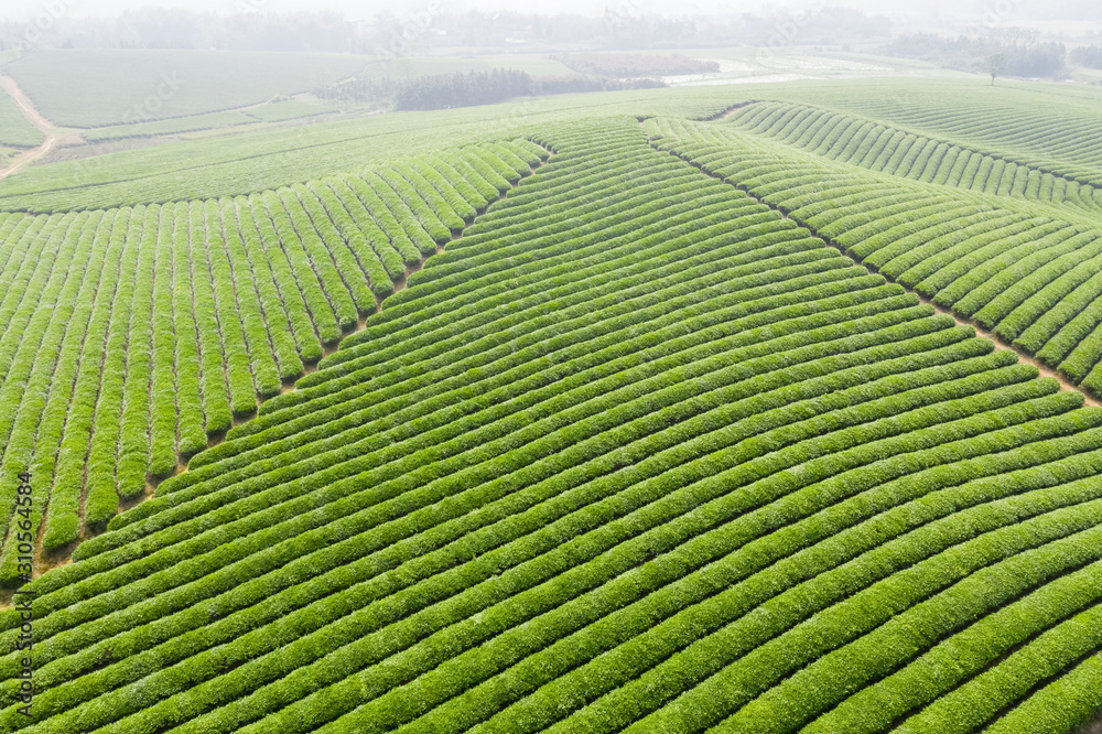 茶园鸟瞰图