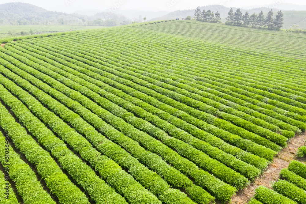 茶园景观