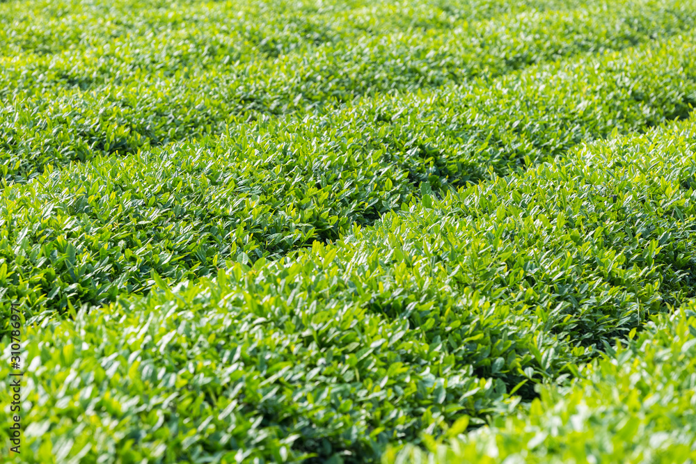 绿茶种植园特写