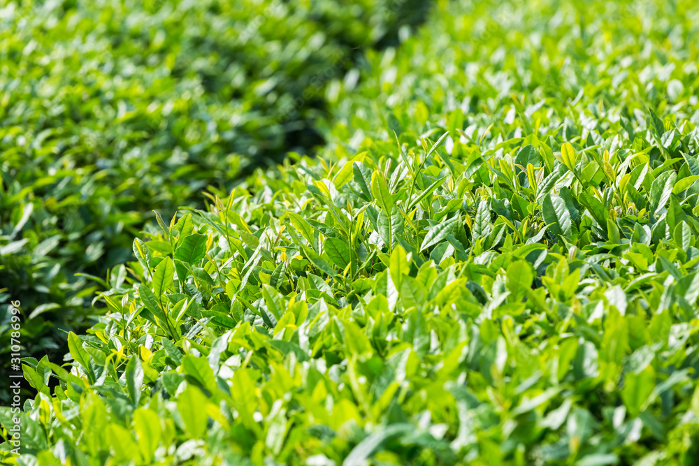 绿茶种植园特写