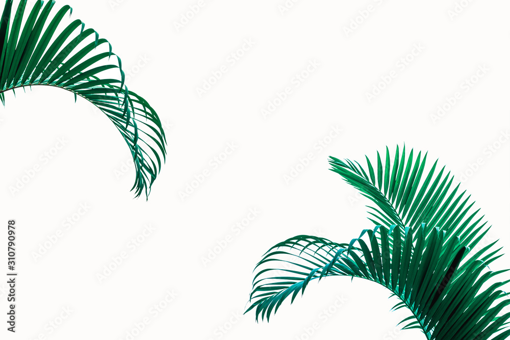 coconut leaf isolated on white background 