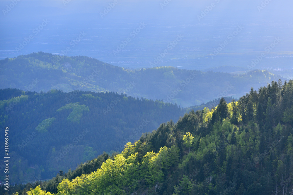 Picturesque landscape with coniferous forest and hills in the European forest of Schwarzwald, German