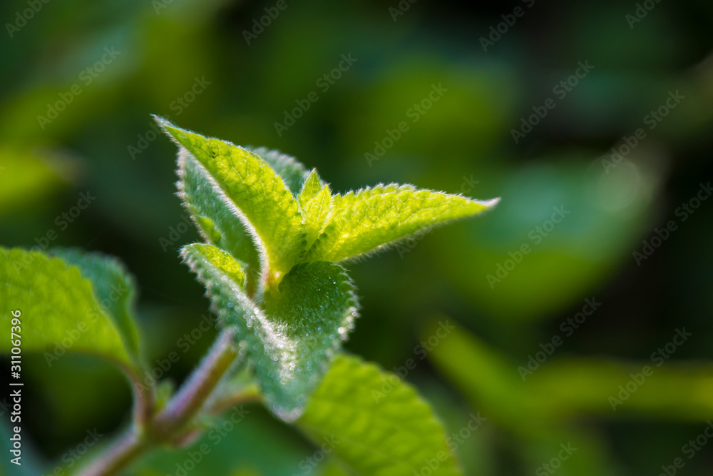 green leaves detail close up under sunshine