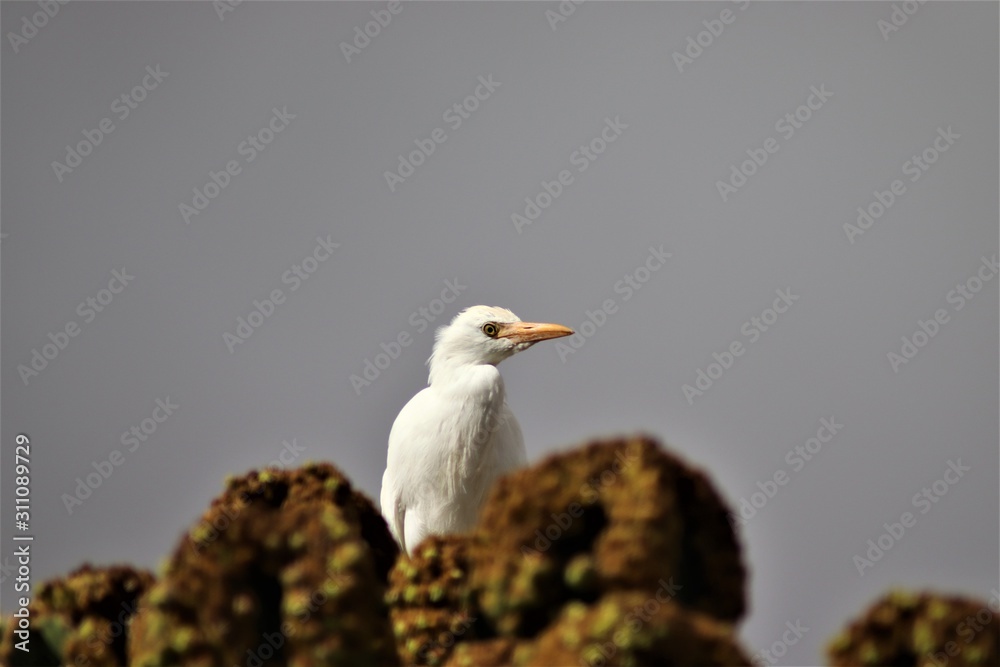 Auf der Insel Fuerteventura im Atlantik findet man auch schöne Vögel.