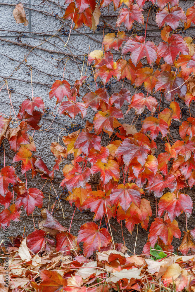 壁に這う紅葉したツタの葉