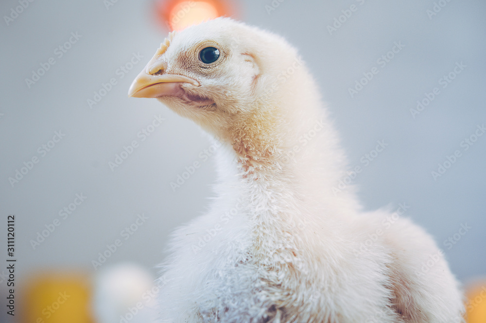 little small broiler poultry white chick bird