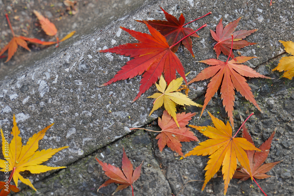 鮮やかに紅葉したカエデの葉っぱ