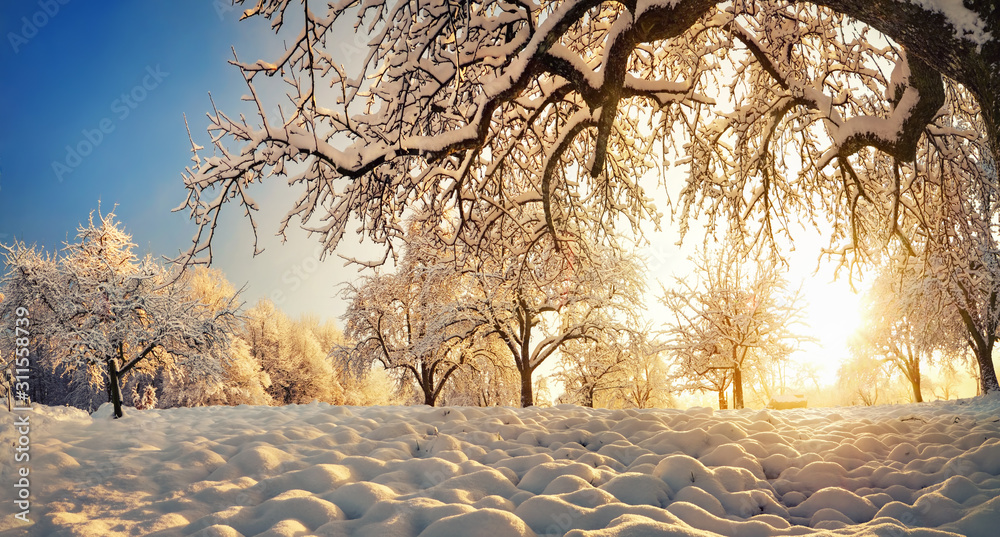 雪和金色阳光的冬季景观