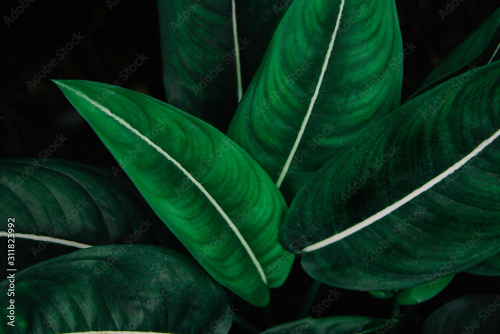 green leaf on black background