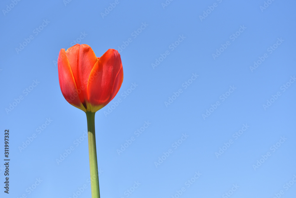 Fresh and bright red tulip against a blue sky, with text space, closeup