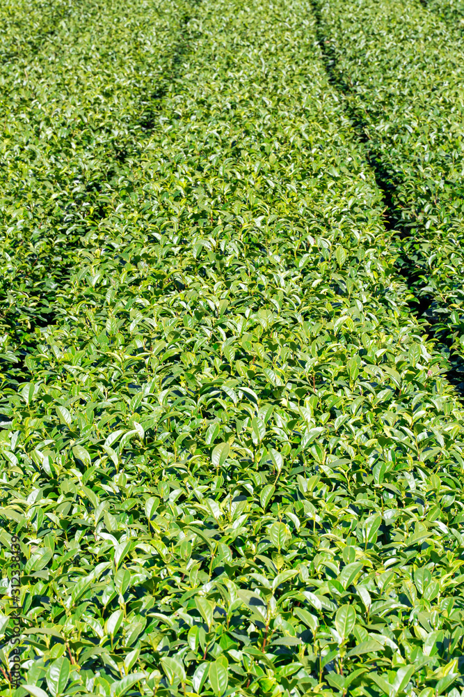 Beautiful tea garden rows scene isolated with blue sky and cloud, design concept for the tea product