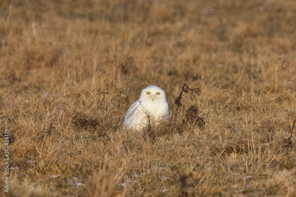 Snowy Owl