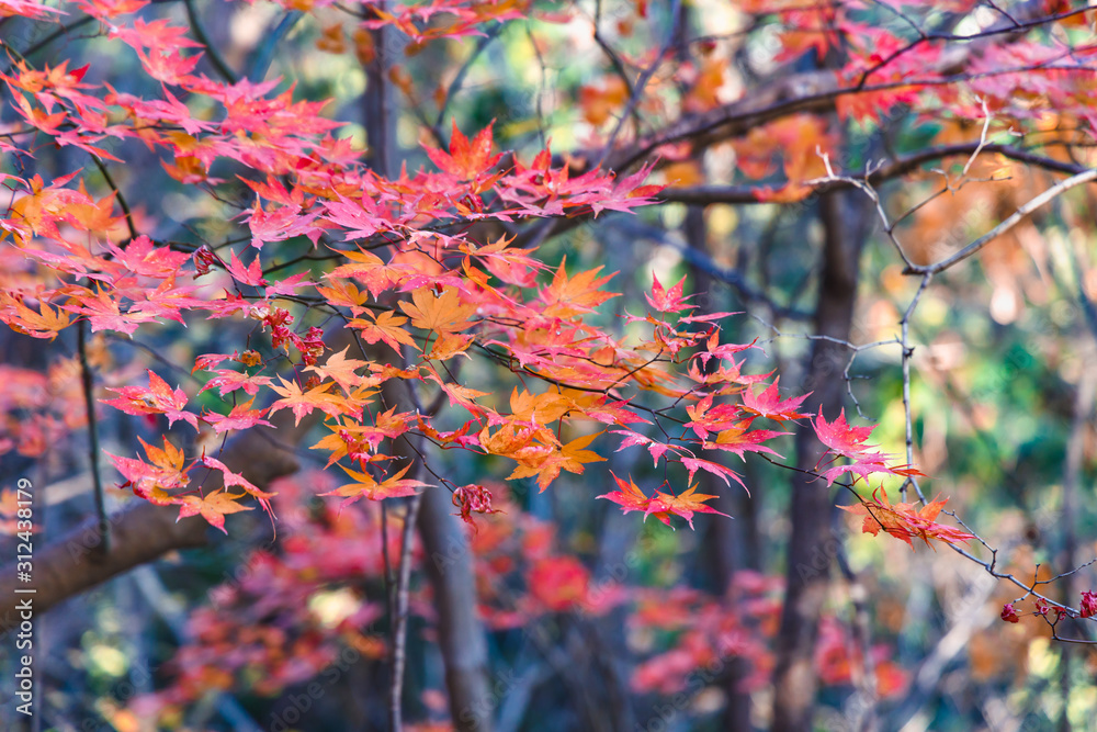 鮮やかに紅葉したカエデの葉っぱ