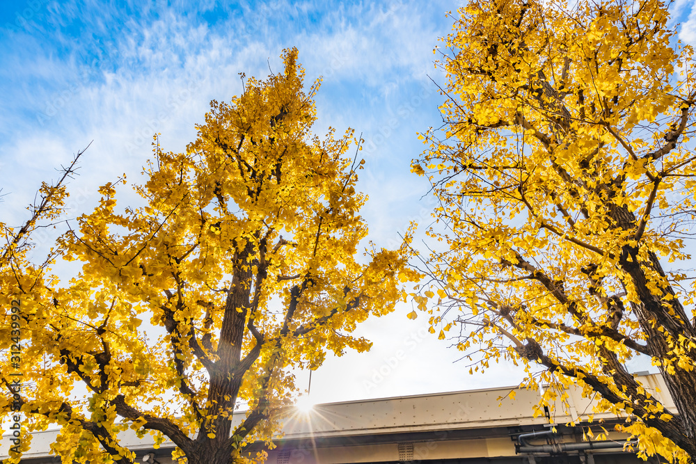 都会のビル群と紅葉した木