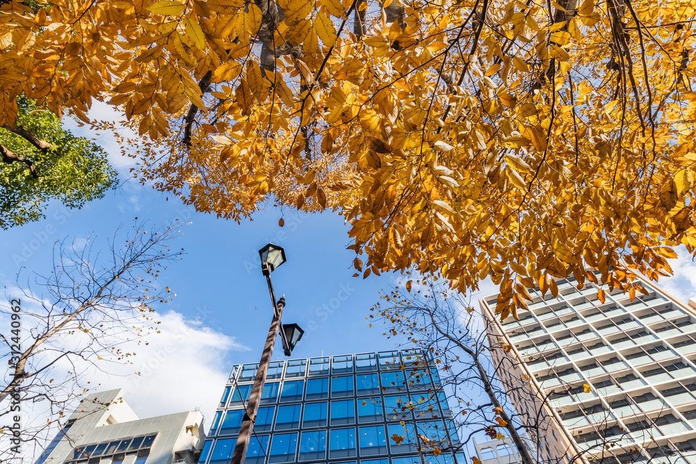 都会のビル群と紅葉した木