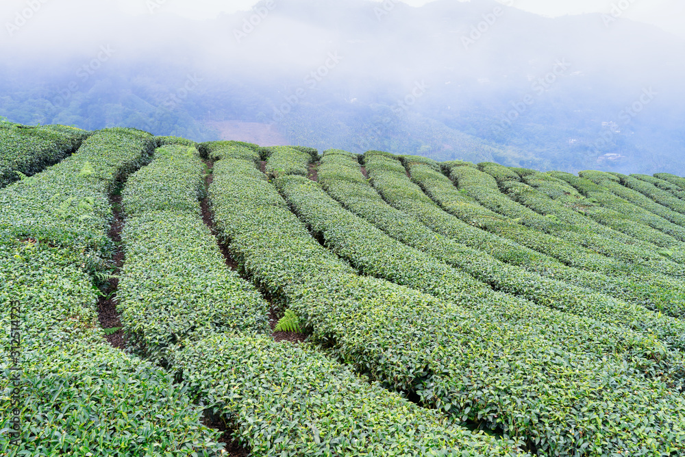 美丽的绿茶种植园，蓝天白云，清新茶的设计理念