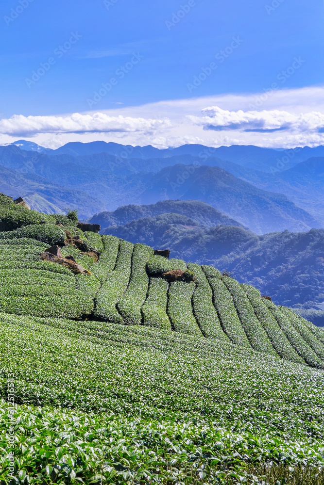 Beautiful green tea crop garden rows scene with blue sky and cloud, design concept for the fresh tea