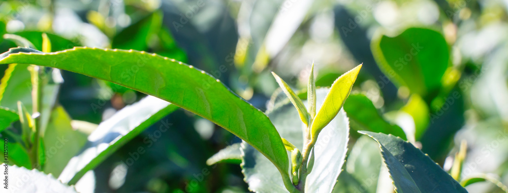 Beautiful green tea crop garden rows scene with blue sky and cloud, design concept for the fresh tea