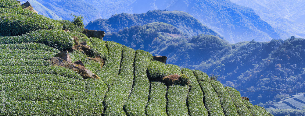 美丽的绿茶作物园，蓝天白云，清新的茶叶设计理念