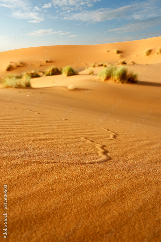  sand dune in the sahara desert 