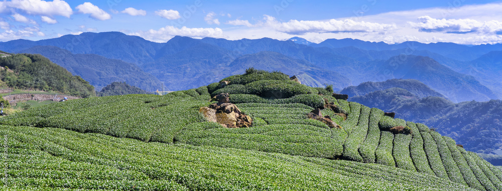 Beautiful green tea crop garden rows scene with blue sky and cloud, design concept for the fresh tea