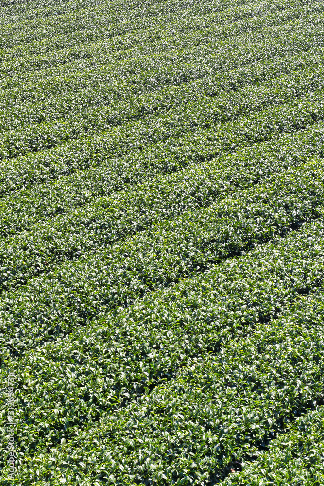 Beautiful green tea crop garden rows scene with blue sky and cloud, design concept for the fresh tea