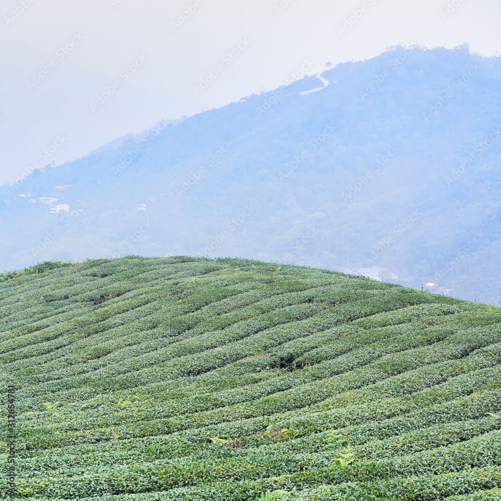 Beautiful green tea crop garden rows scene with blue sky and cloud, design concept for the fresh tea