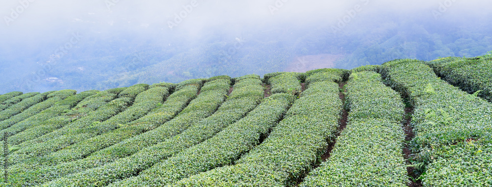 Beautiful green tea crop garden rows scene with blue sky and cloud, design concept for the fresh tea