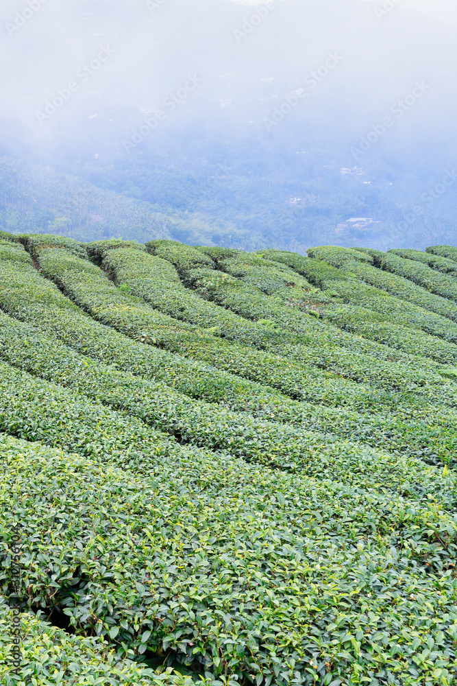 美丽的绿茶作物园，蓝天白云，清新的茶叶设计理念