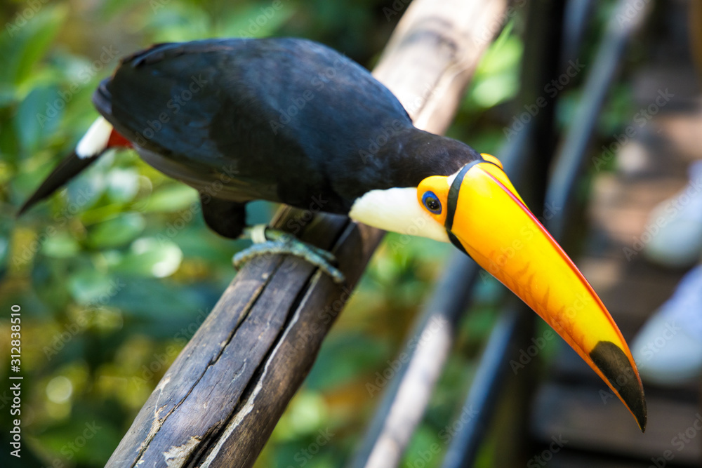 Toucan Foz do Iguaçu