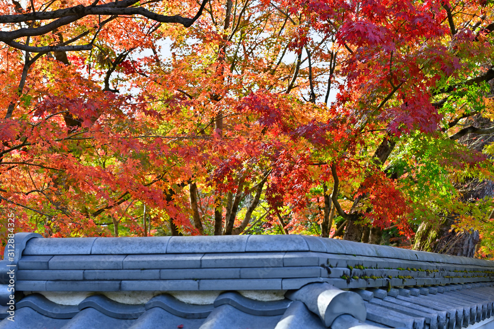 瓦塀と紅葉