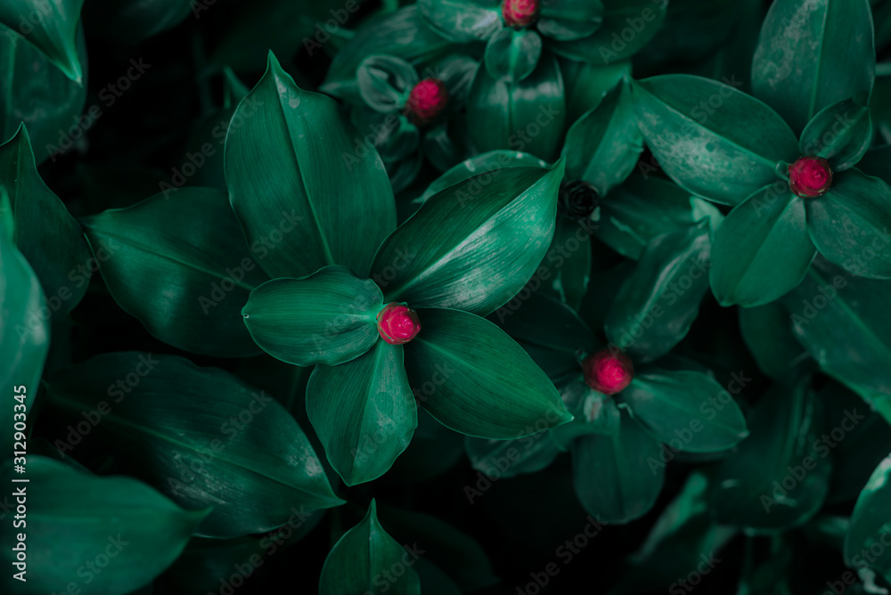 tropical leaves, dark green foliage in jungle, nature background