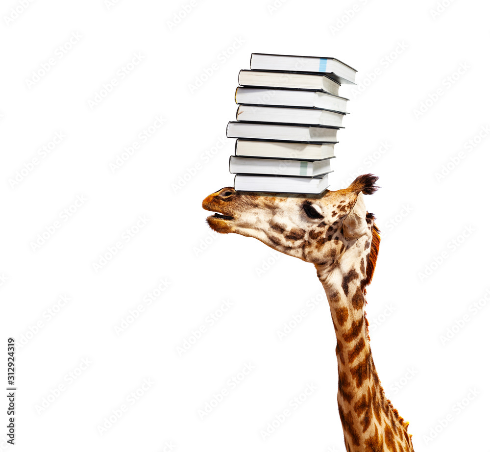 Smart giraffe head carry books pile over white