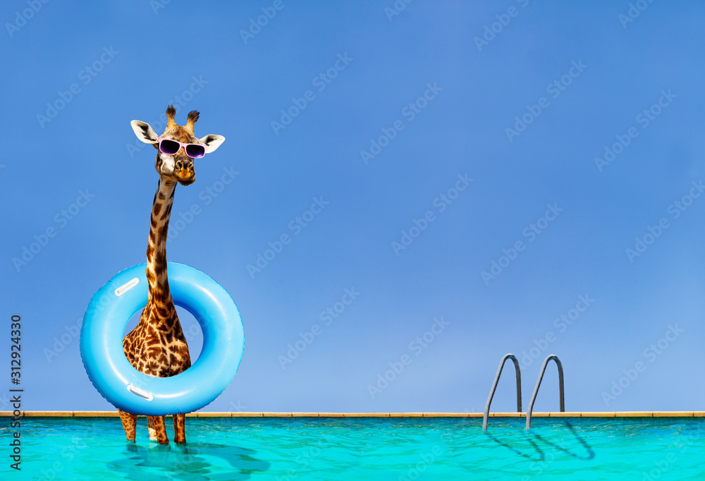 Giraffe stand inside the pool with inflatable ring