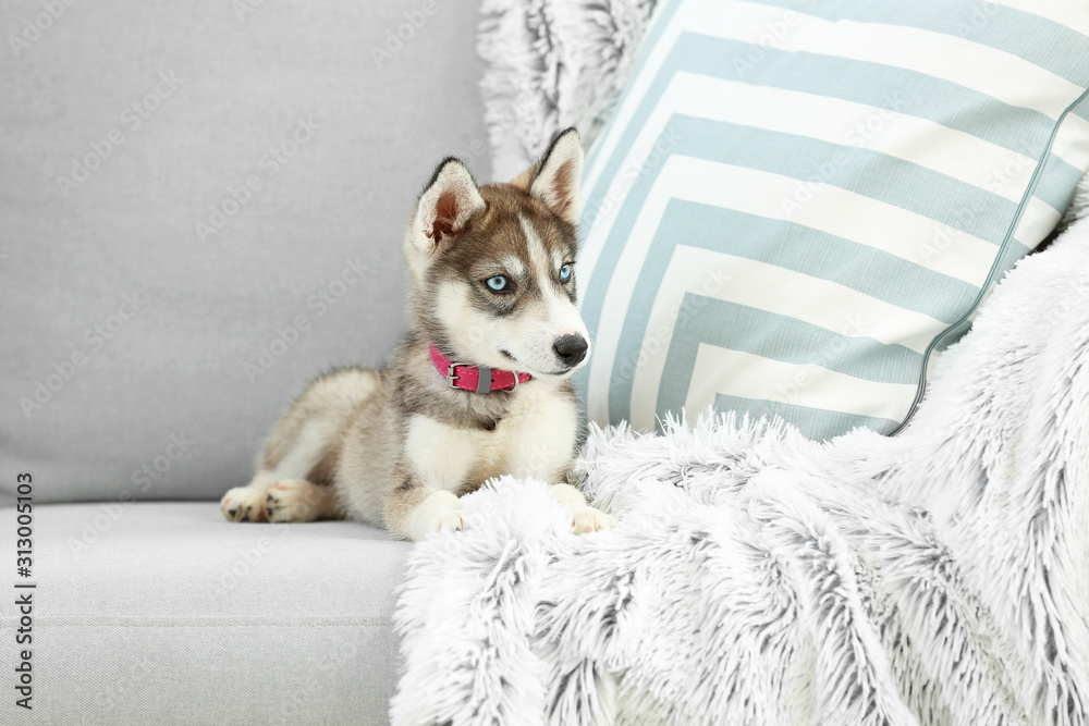 Cute husky puppy on sofa at home