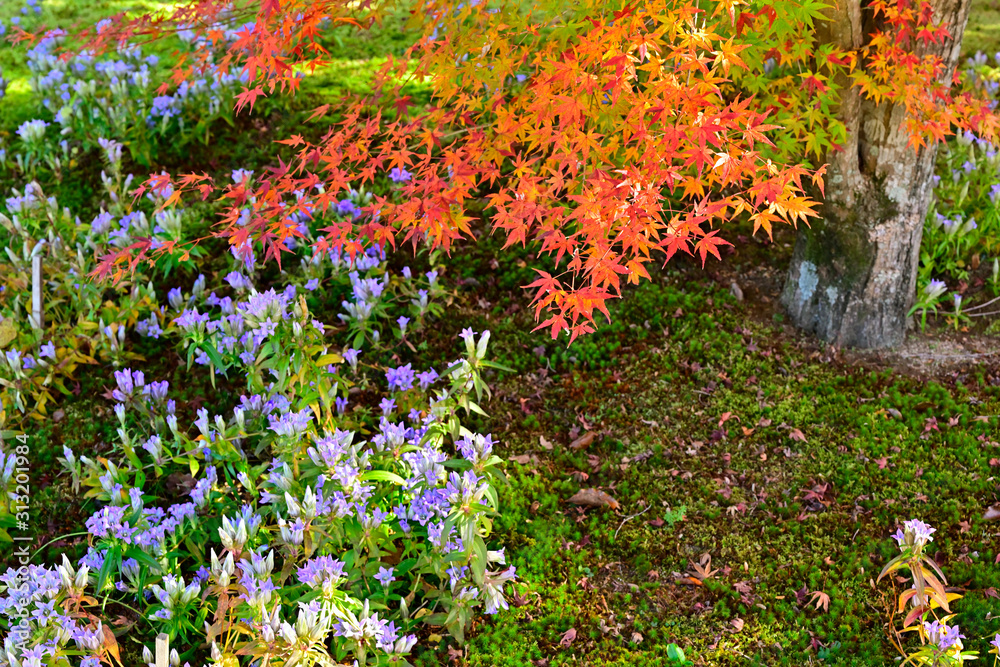 紅葉とリンドウの花