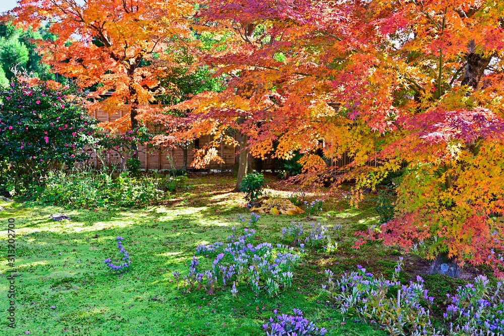 紅葉とリンドウの花